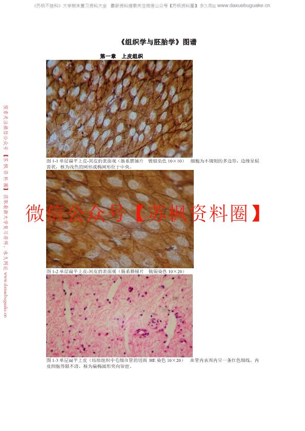 组织学与胚胎学